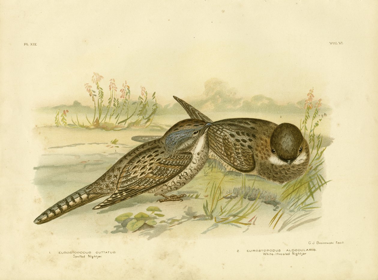 Gefleckter Nachtschwalbe, 1891 von Gracius Broinowski