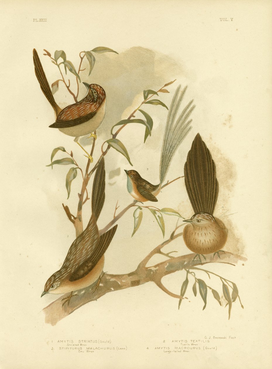 Gestreifter Zaunkönig, 1891 von Gracius Broinowski