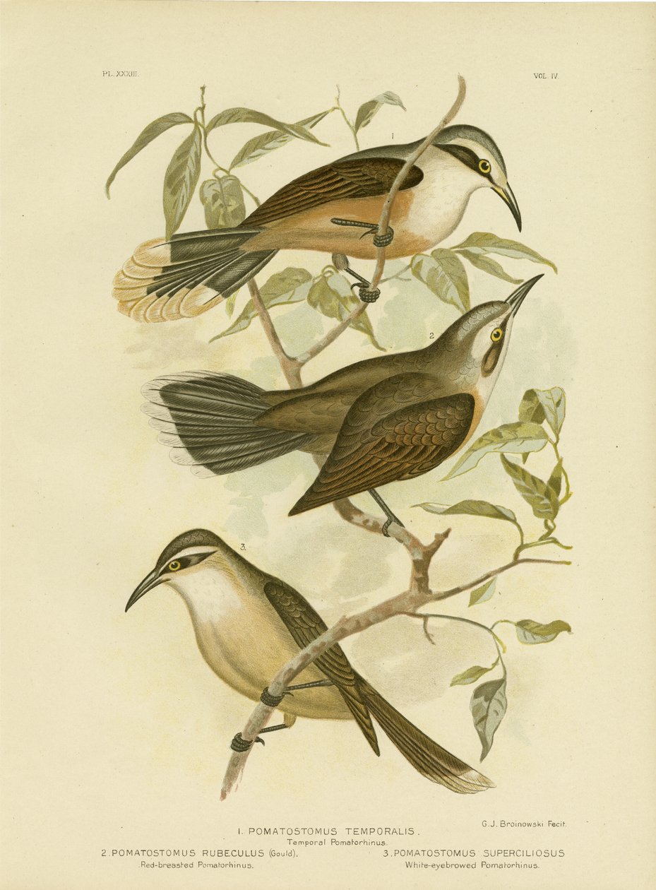 Temporal Pomatorhinus oder Graukronen-Babbler, 1891 von Gracius Broinowski