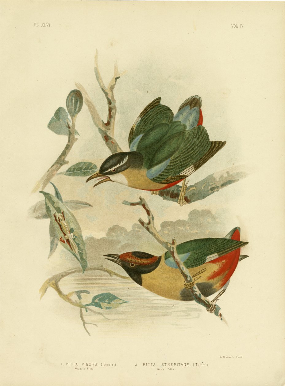 Vigors Pitta oder Elegante Pitta, 1891 von Gracius Broinowski