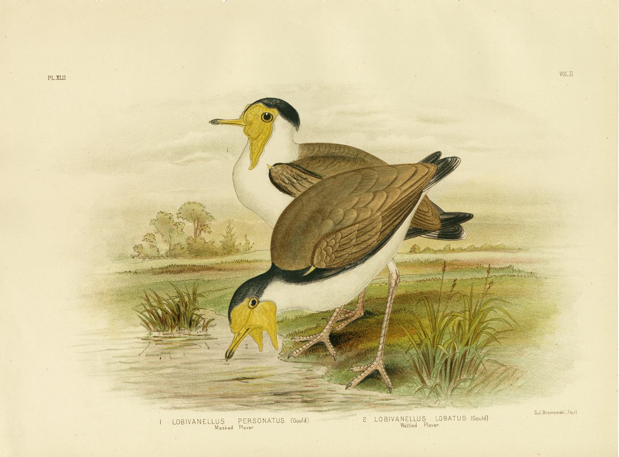 Kiebitz, 1891 von Gracius Broinowski