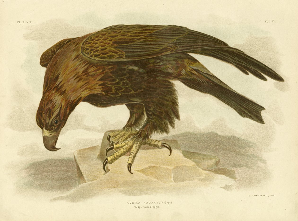 Keilschwanzadler, 1891 von Gracius Broinowski