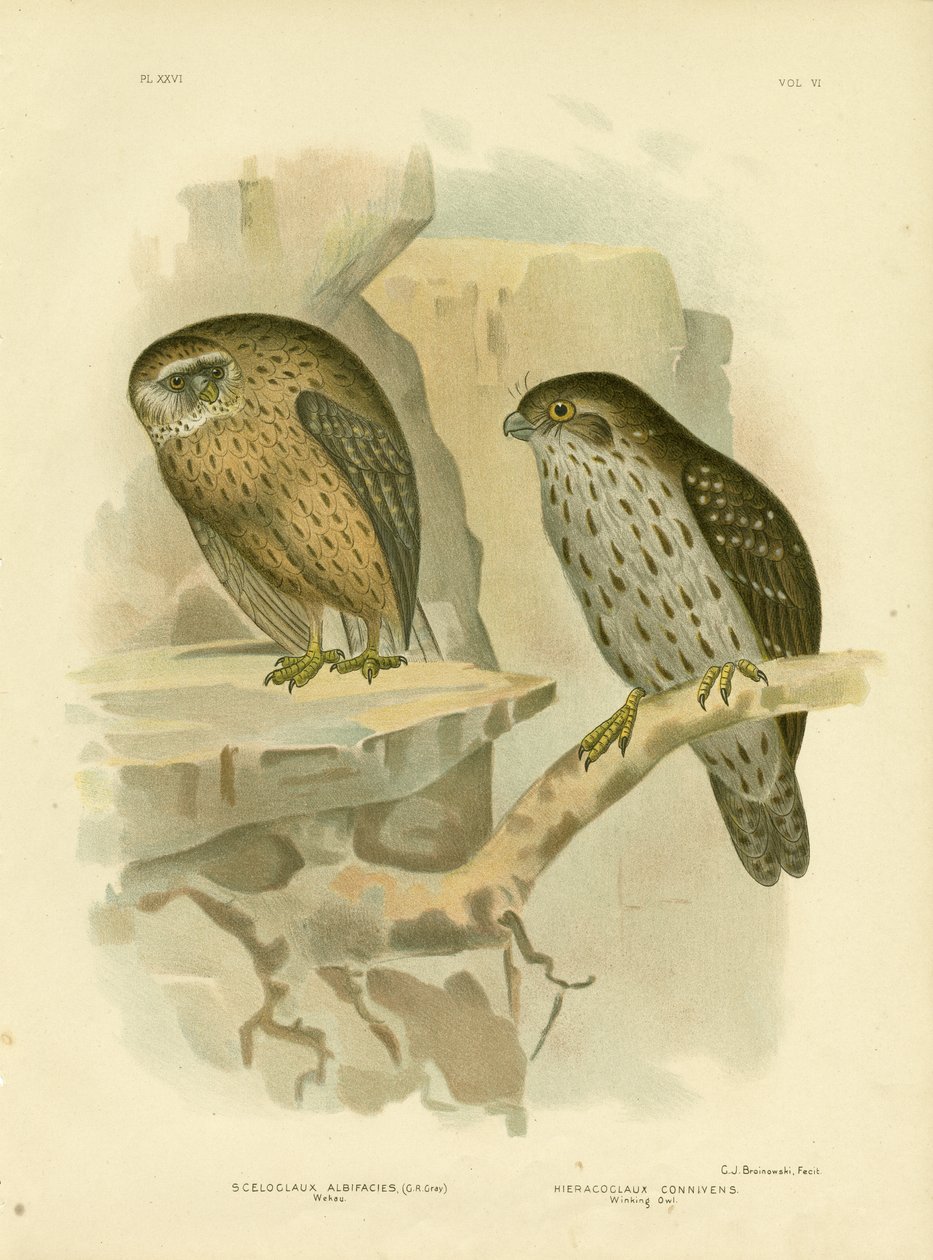 Wekau oder Lachender Kauz, 1891 von Gracius Broinowski