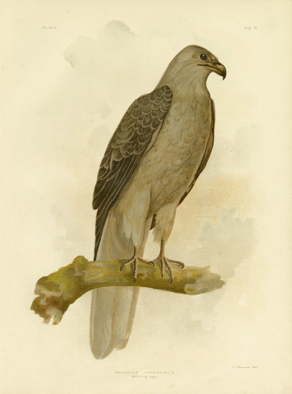 Pfeifender Adler oder Pfeifender Milan, 1891 von Gracius Broinowski