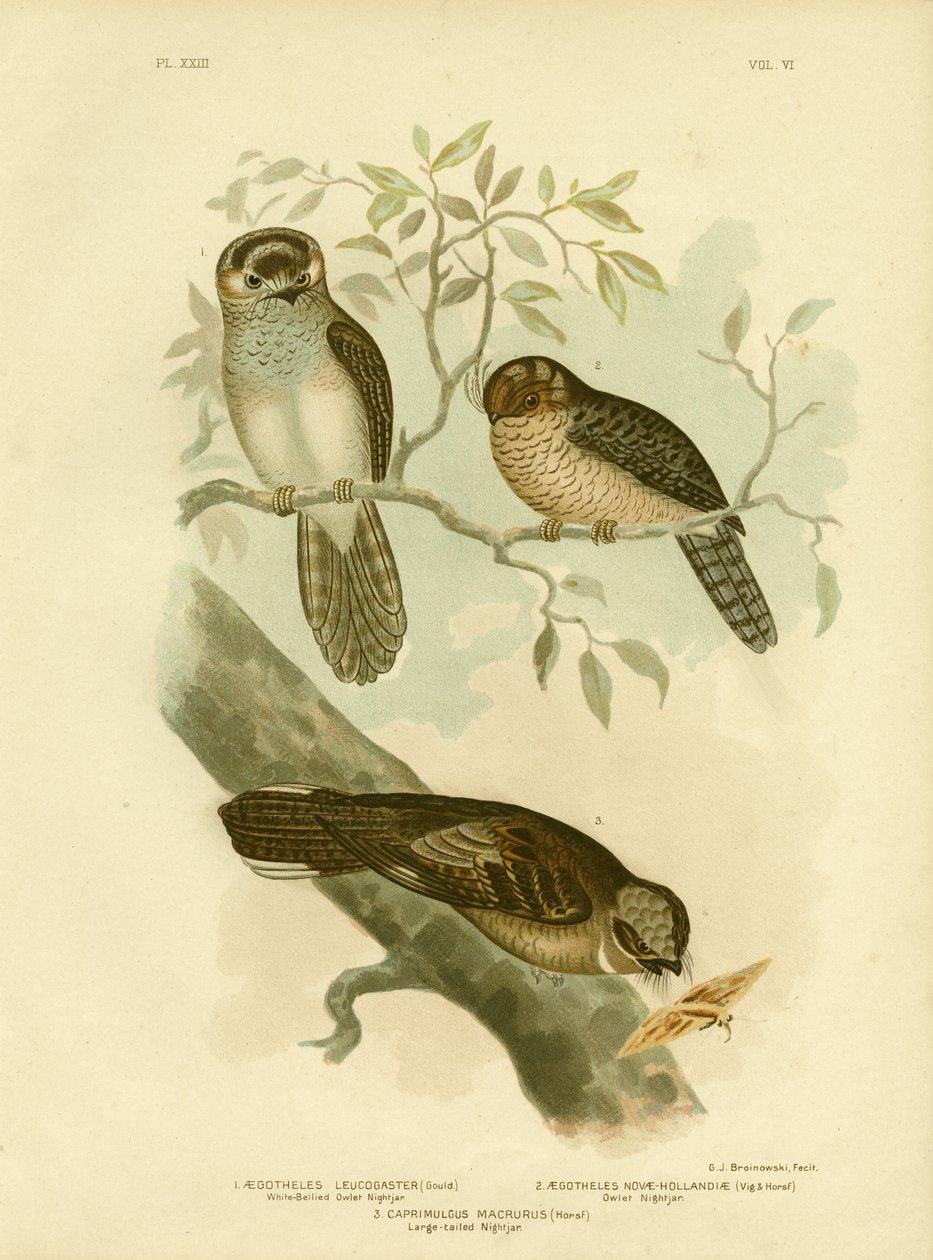 Weißbauch-Koboldmaki oder Motteneule, 1891 von Gracius Broinowski