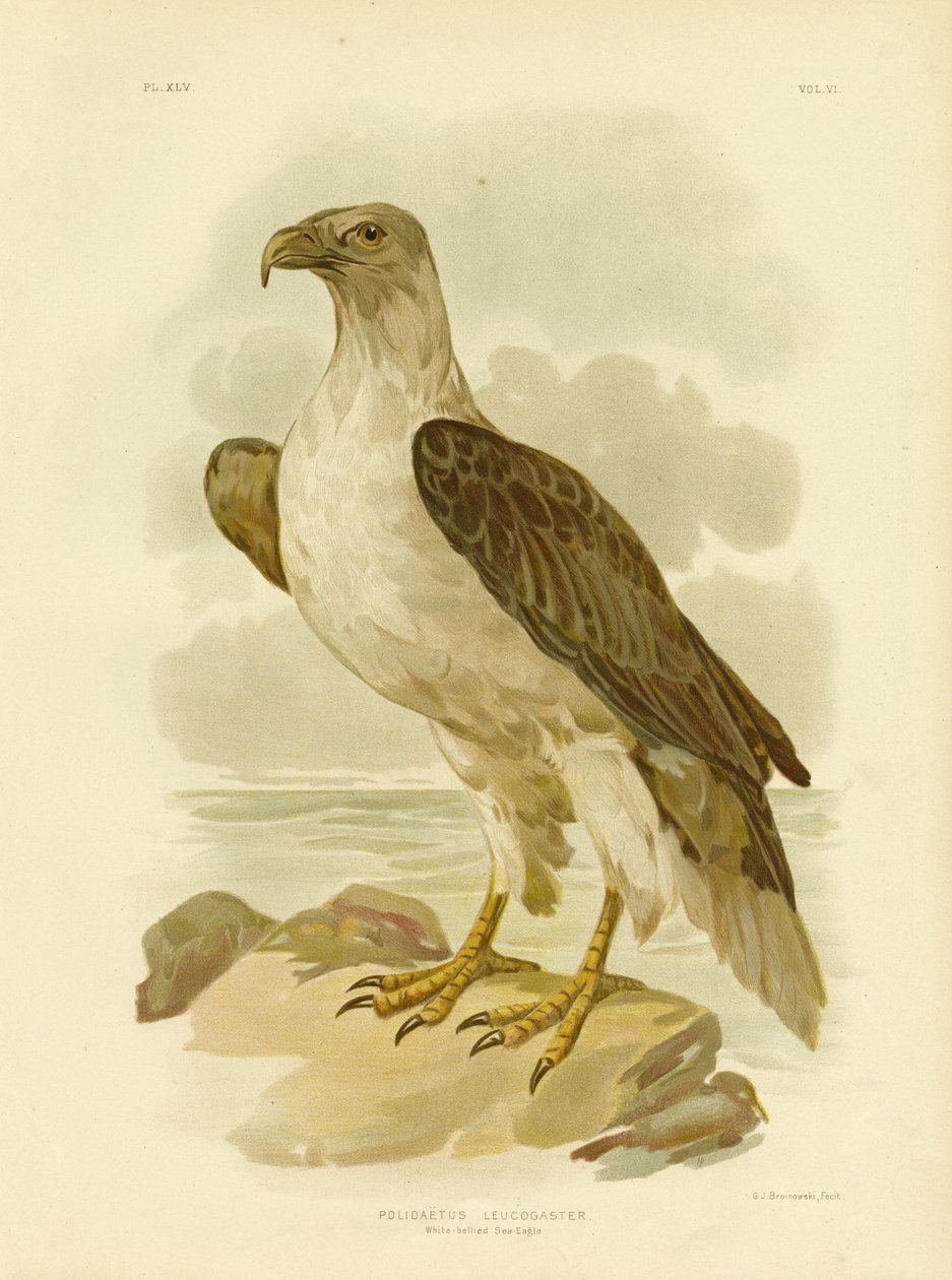 Weißbauchseeadler, 1891 von Gracius Broinowski