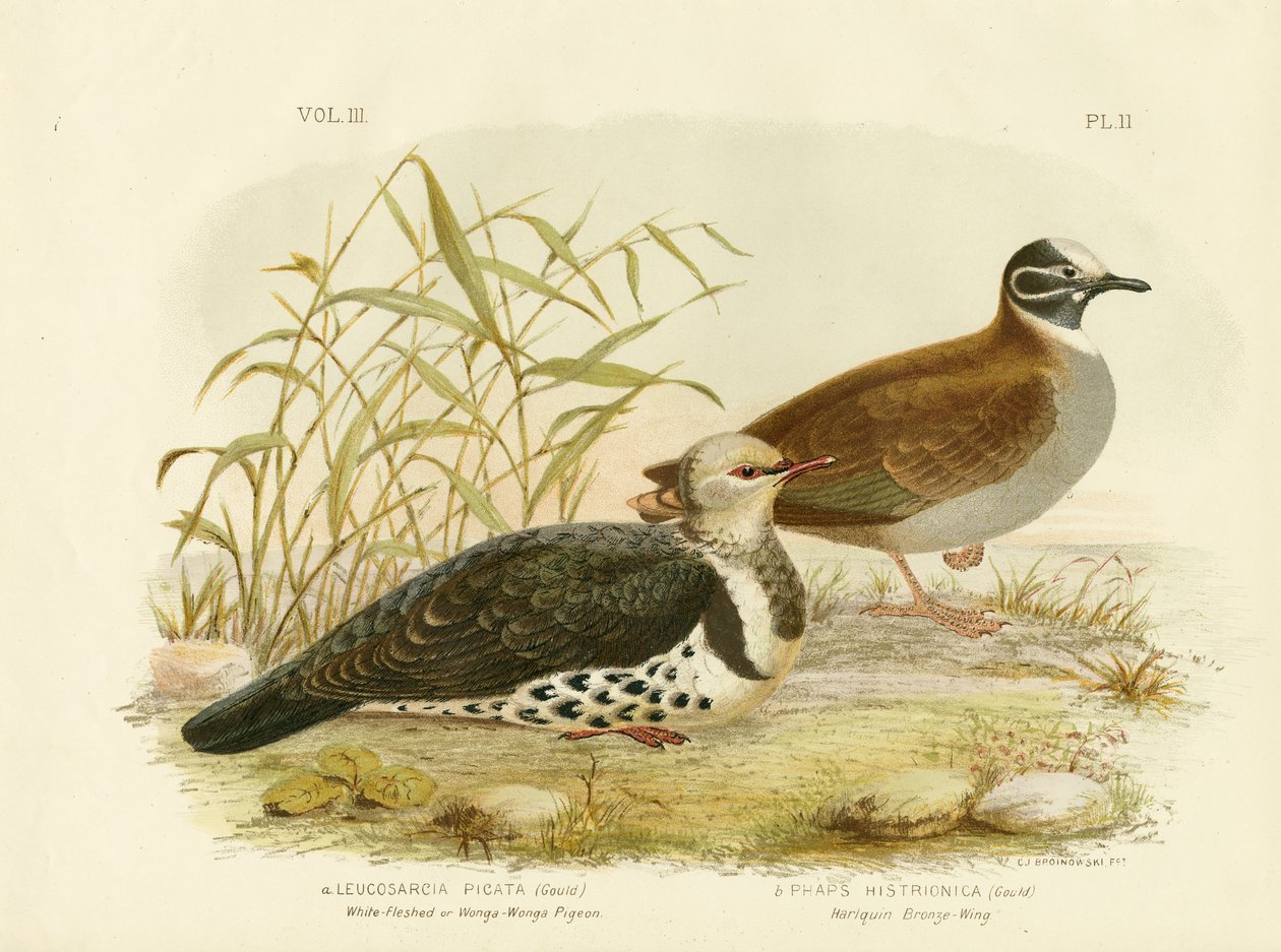 Weißfleischige Taube oder Wonga-Taube, 1891 von Gracius Broinowski