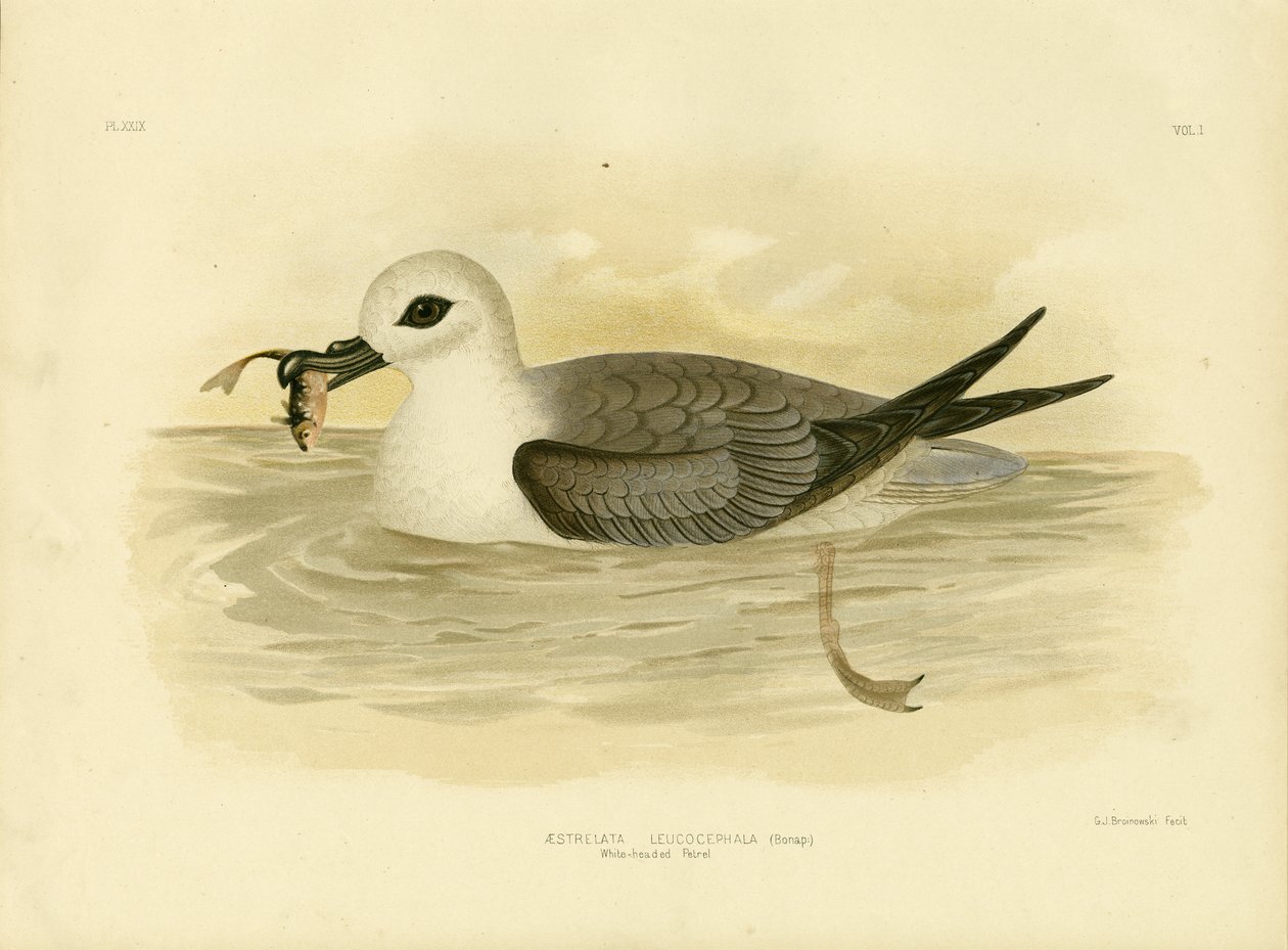 Weißkopf-Sturmvogel, 1891 von Gracius Broinowski
