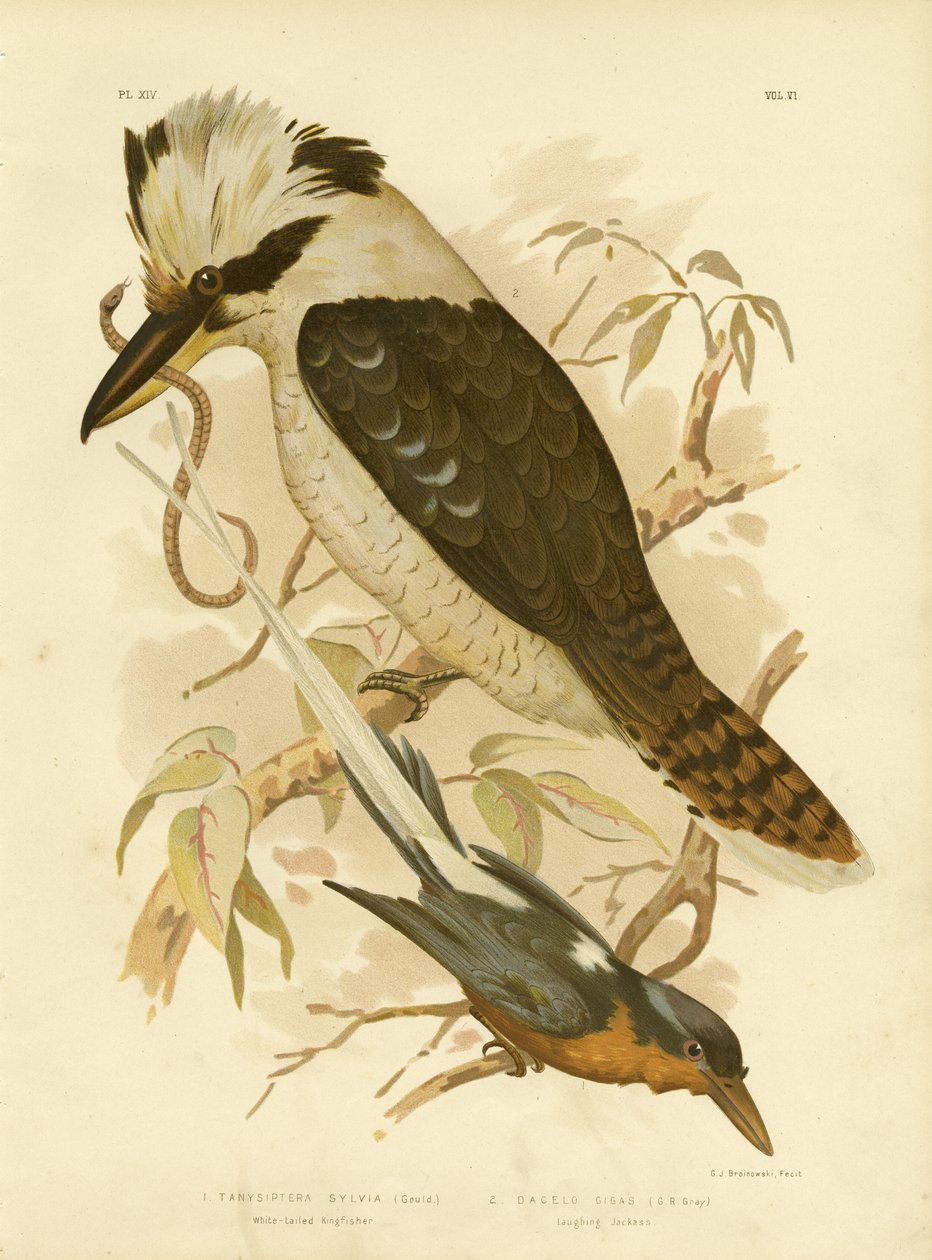 Weißschwanz-Eisvogel, 1891 von Gracius Broinowski