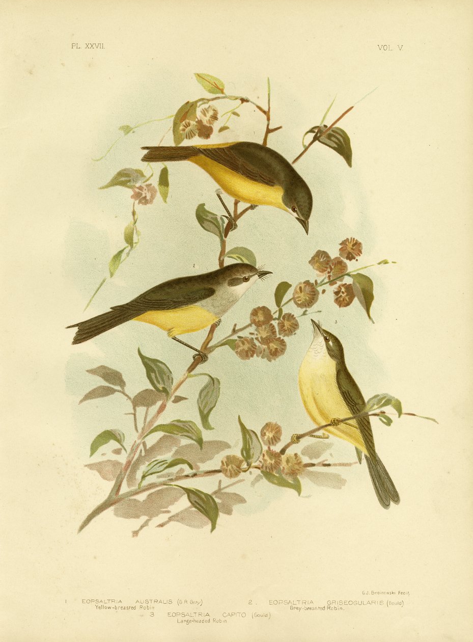 Gelbbrust-Robin oder Östlicher Gelbbrust-Robin, 1891 von Gracius Broinowski