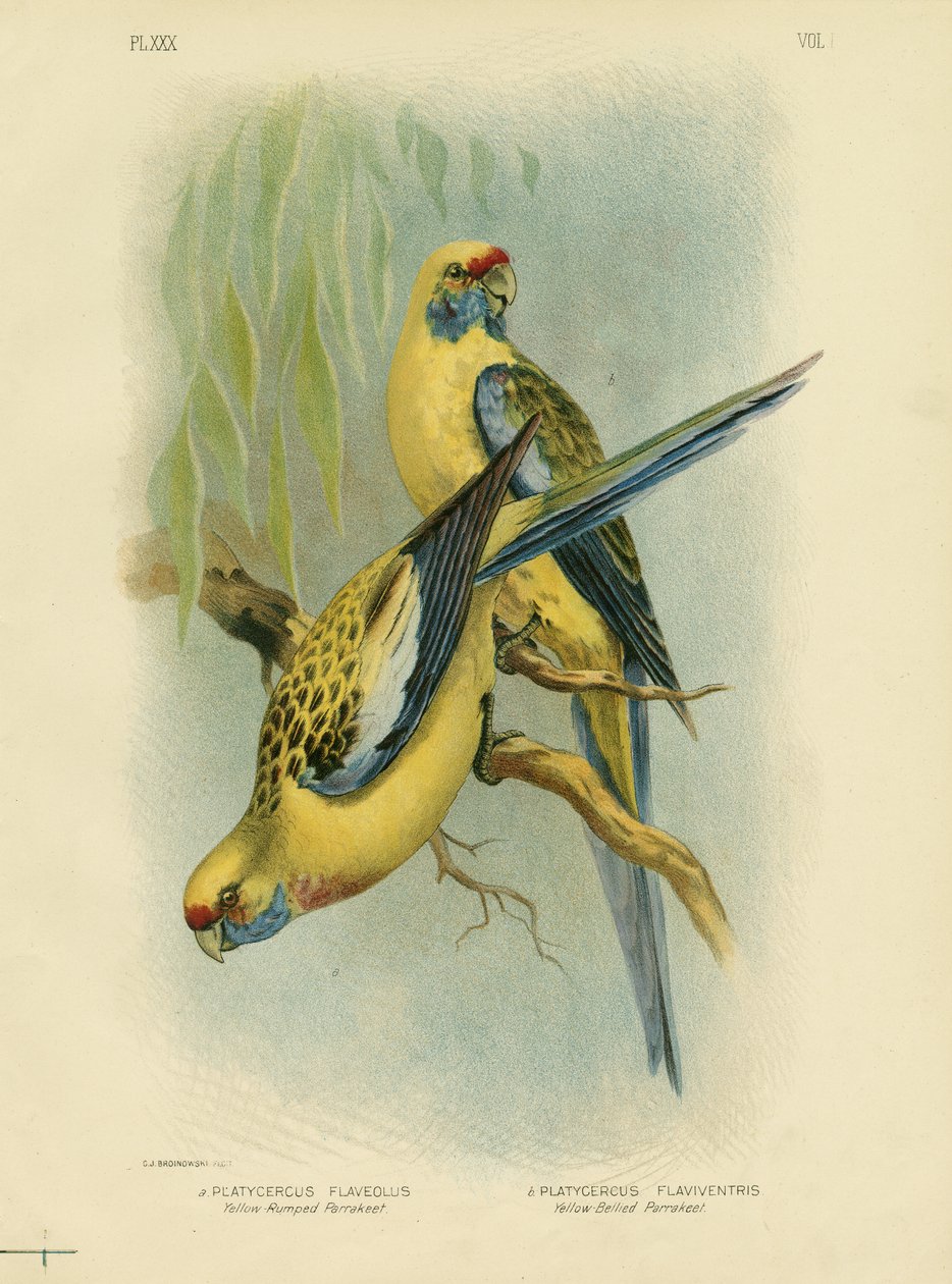 Gelbbauch-Sittich oder Gelbe Rosella, 1891 von Gracius Broinowski