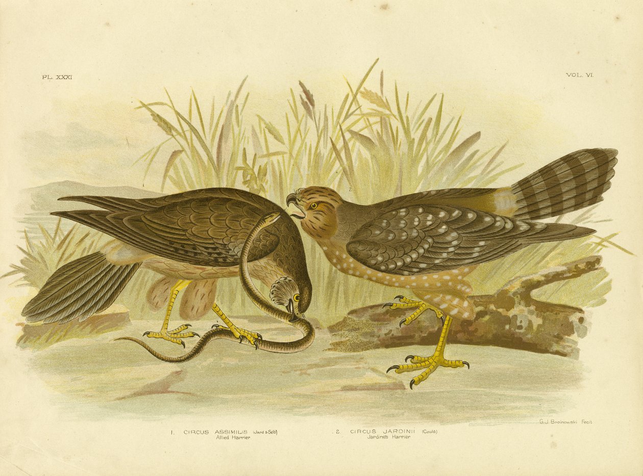 Alliierter Harrier oder Fleckiger Harrier, 1891 von Gracius Broinowski