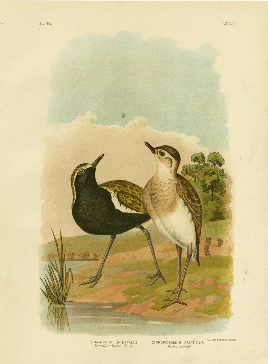 Australischer Goldregenpfeifer oder Pazifischer Goldregenpfeifer, 1891 von Gracius Broinowski