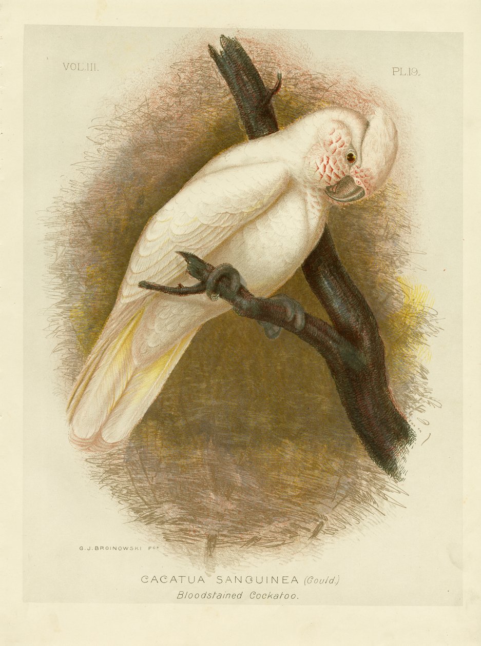 Blutbefleckter Kakadu, 1891 von Gracius Broinowski