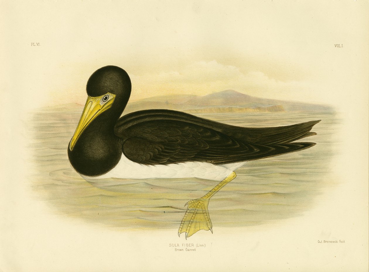 Brauner Tölpel, 1891 von Gracius Broinowski