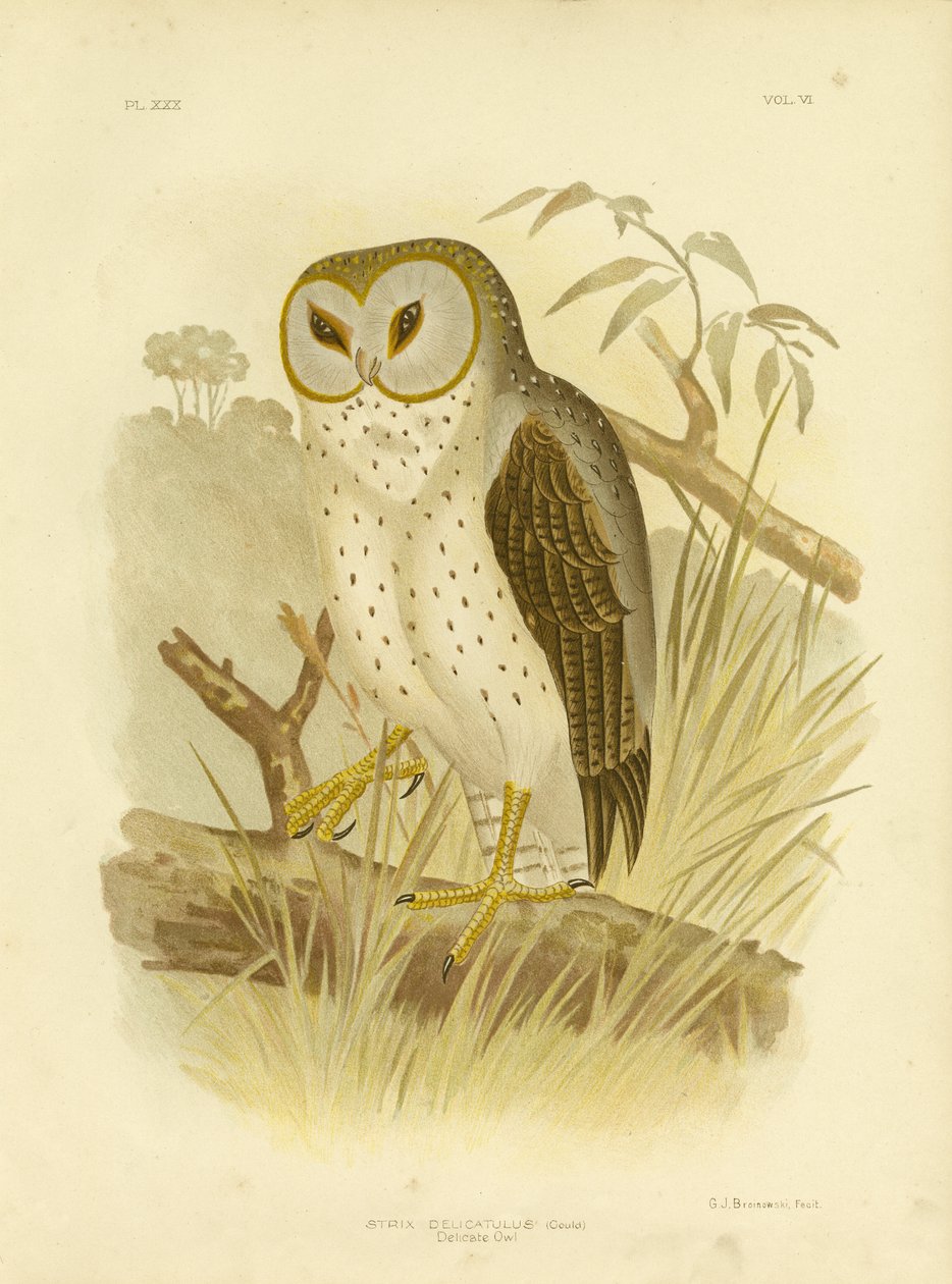 Zarte Eule, 1891 von Gracius Broinowski