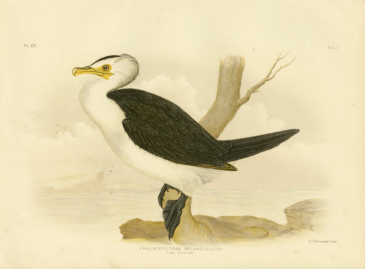 Kleiner Kormoran, 1891 von Gracius Broinowski