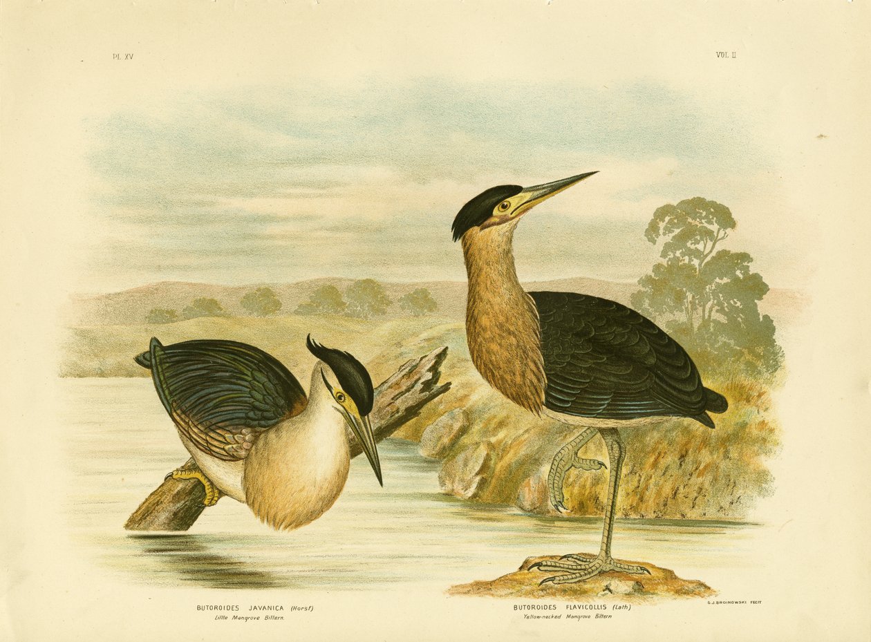 Kleiner Mangrovenreiher, 1891 von Gracius Broinowski