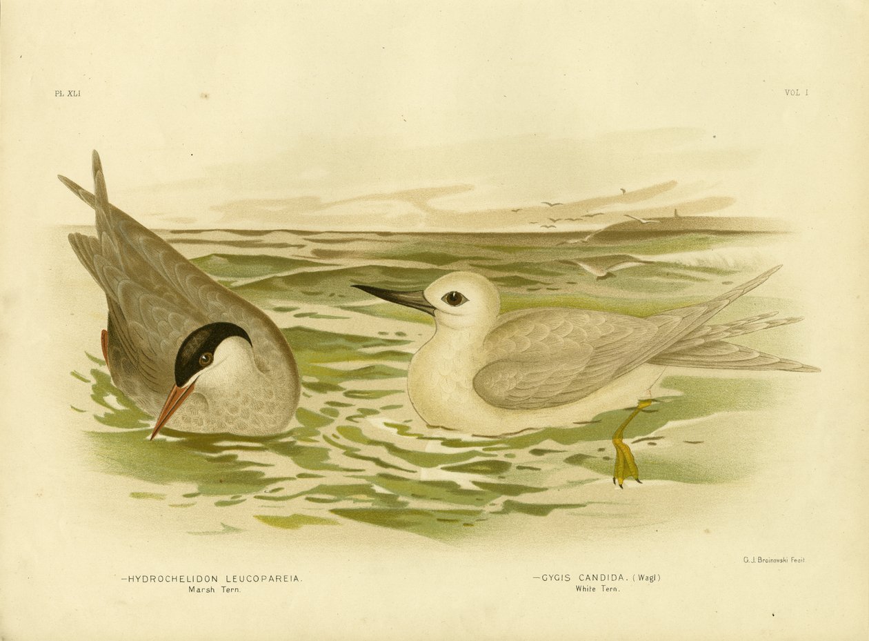 Sumpfseeschwalbe, 1891 von Gracius Broinowski