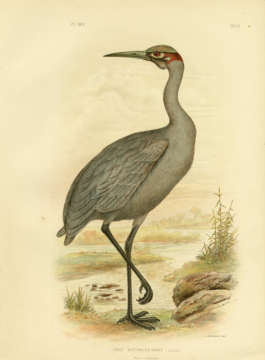 Einheimischer Begleiter oder Brolga, 1891 von Gracius Broinowski