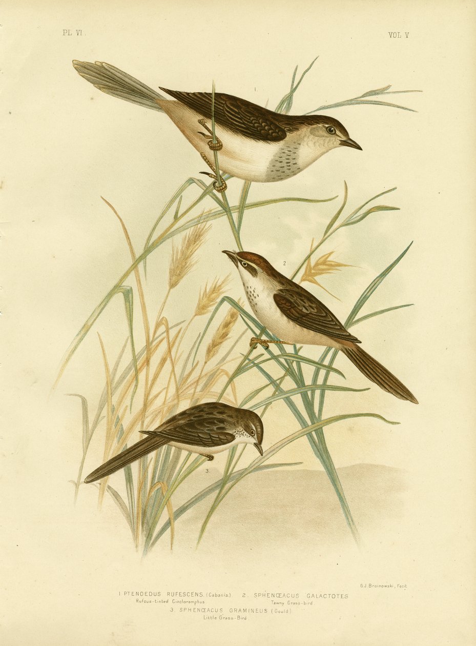 Rötlich getönter Cincloramphus oder Rötlicher Singlerche, 1891 von Gracius Broinowski