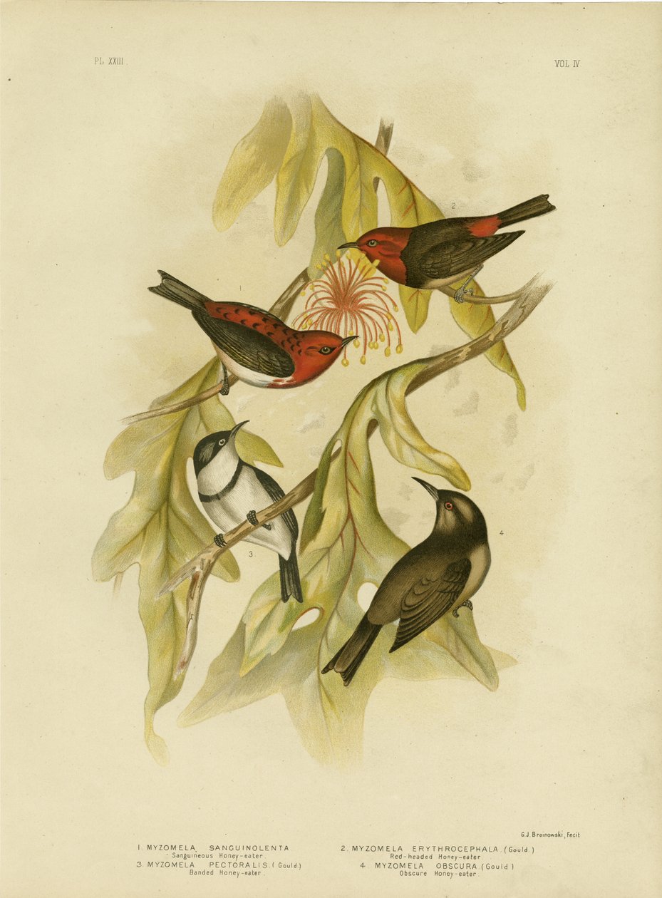 Sanguineous Honigfresser, 1891 von Gracius Broinowski