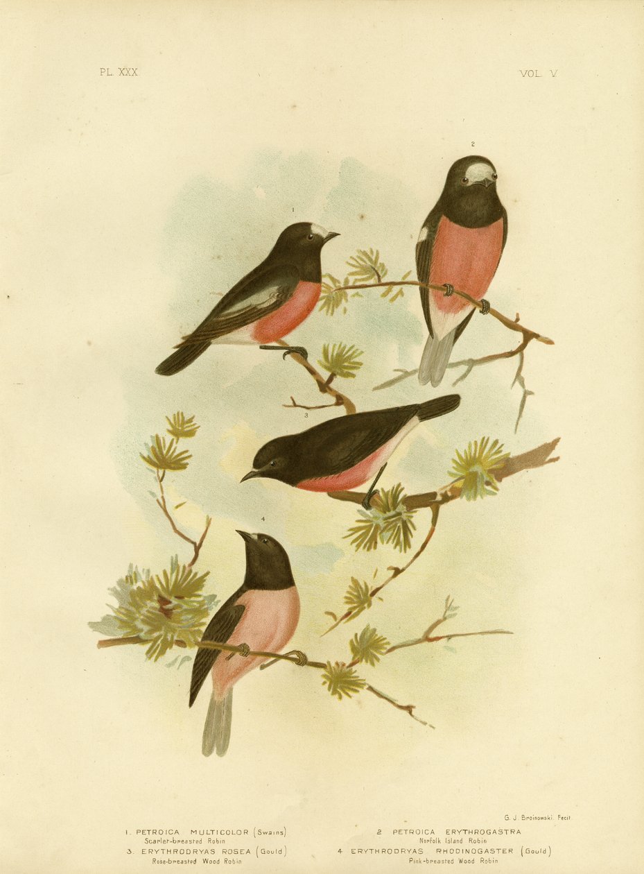 Scharlachrotes Rotkehlchen oder Pazifik-Rotkehlchen, 1891 von Gracius Broinowski