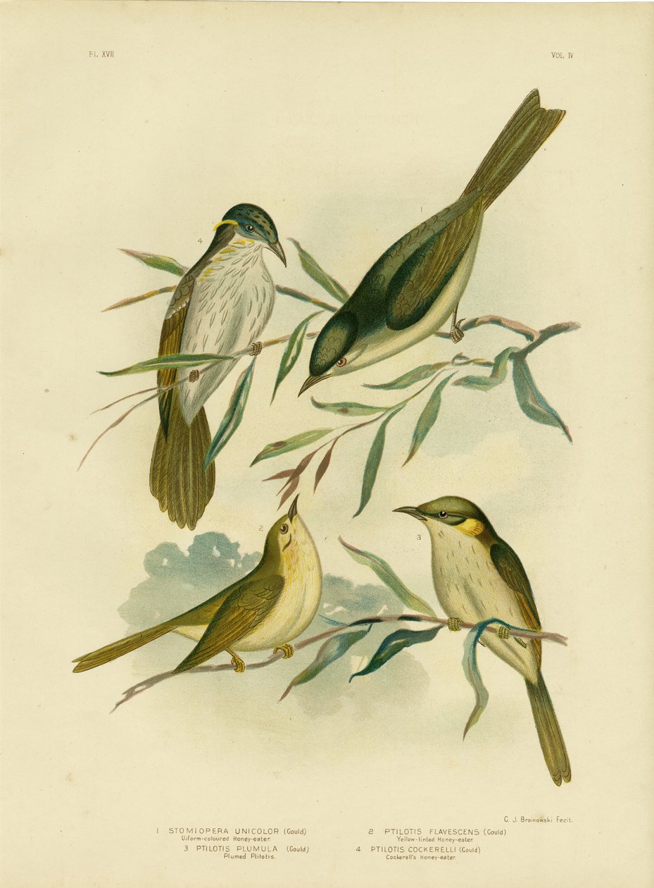 Einfarbiger Honigfresser oder Weißkehl-Honigfresser, 1891 von Gracius Broinowski