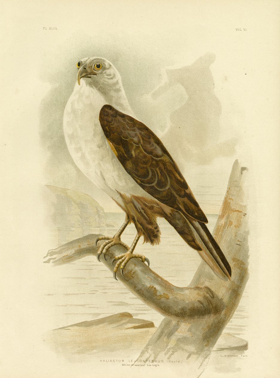 Weißbrustseeadler, 1891 von Gracius Broinowski