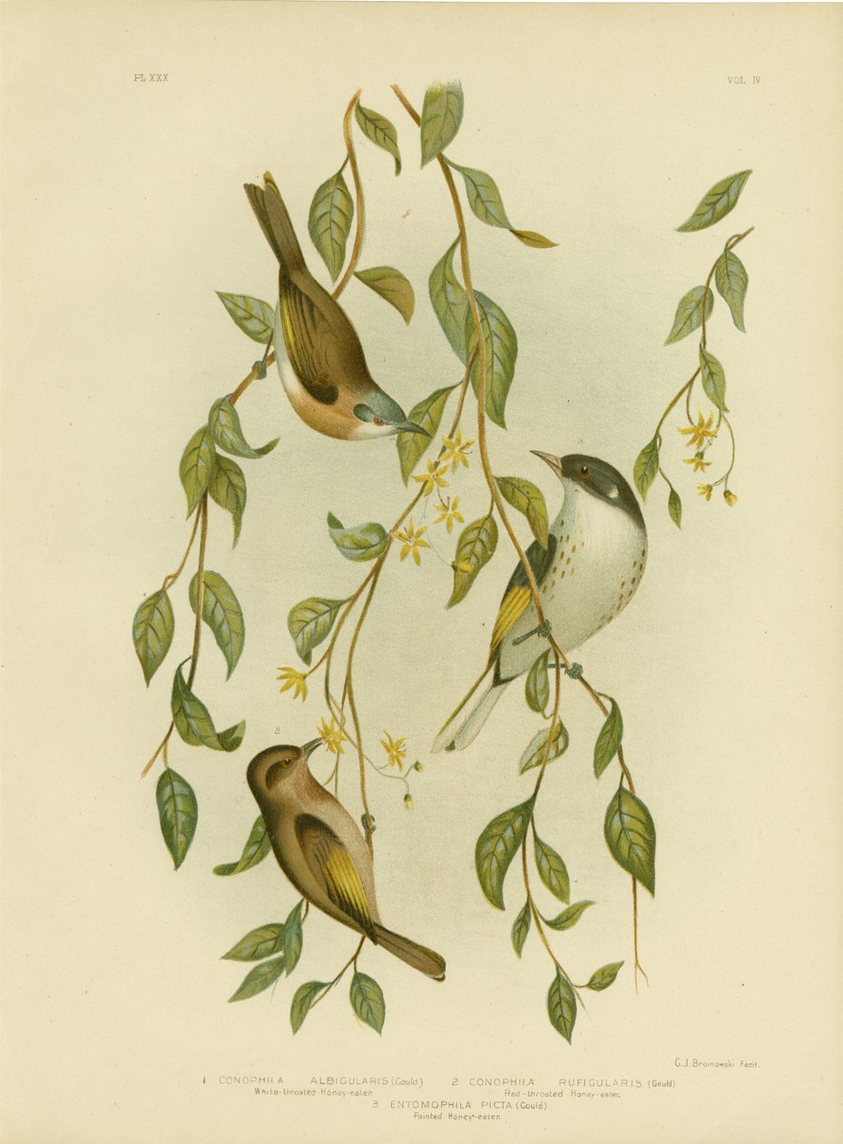 Weißkehl-Honigfresser, 1891 von Gracius Broinowski