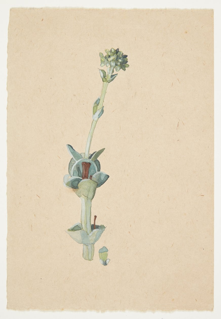 Studie einer Blume von Gudrun Traustedt