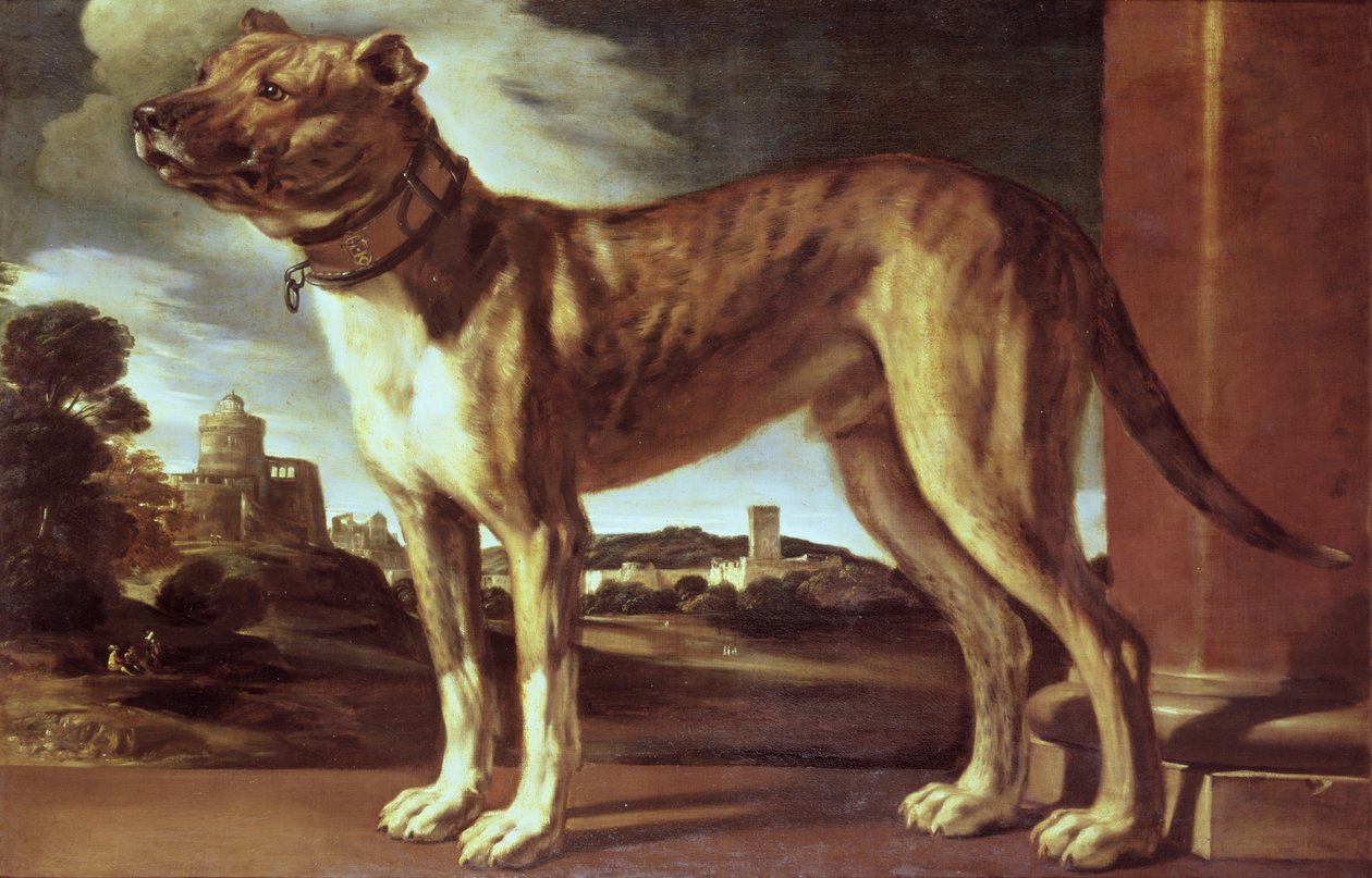 Porträt eines Hundes von Giovanni Francesco Barbieri