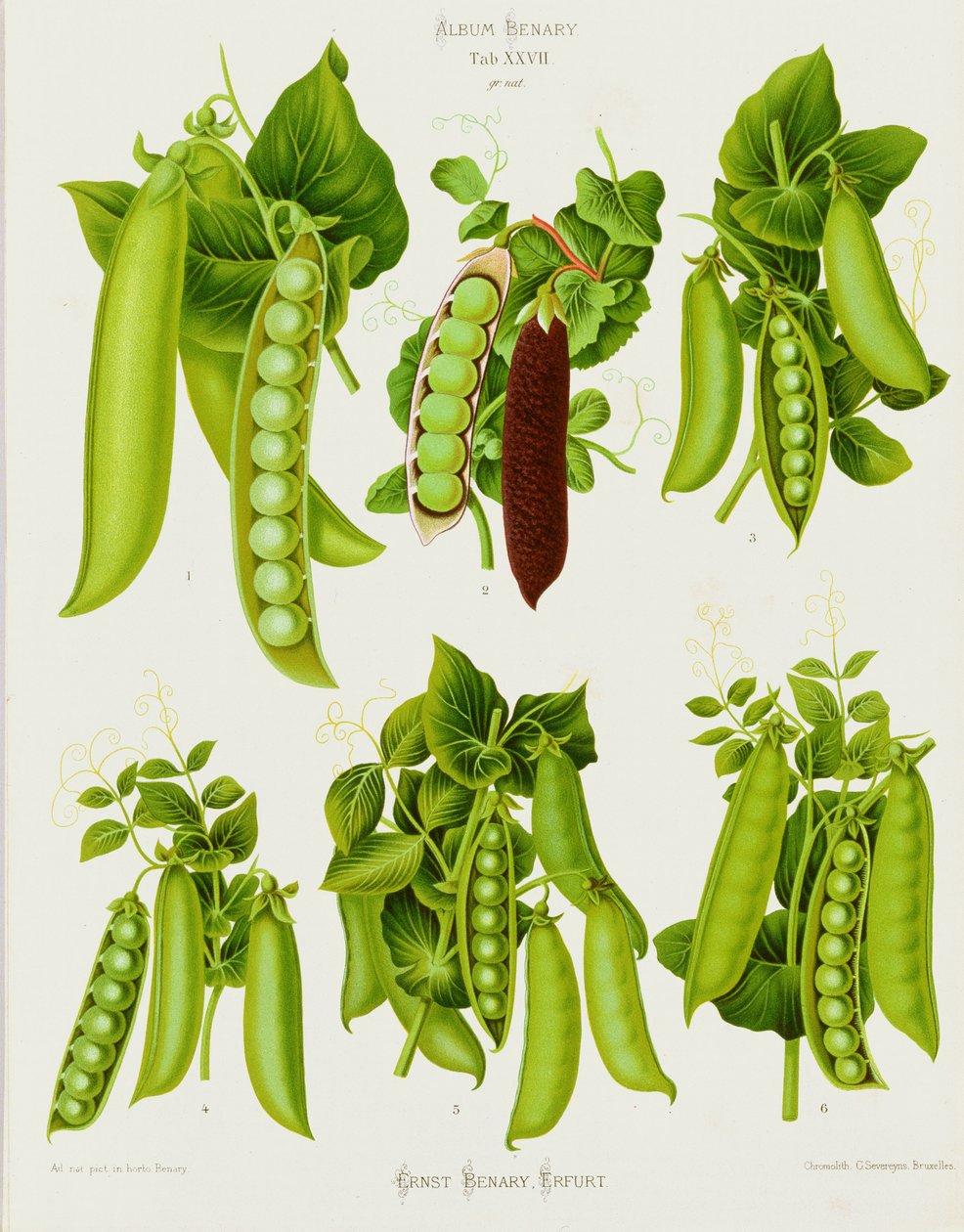 Erbsen: aus dem "Album Benary". Tab. XXVII von Guillaume Severeyns