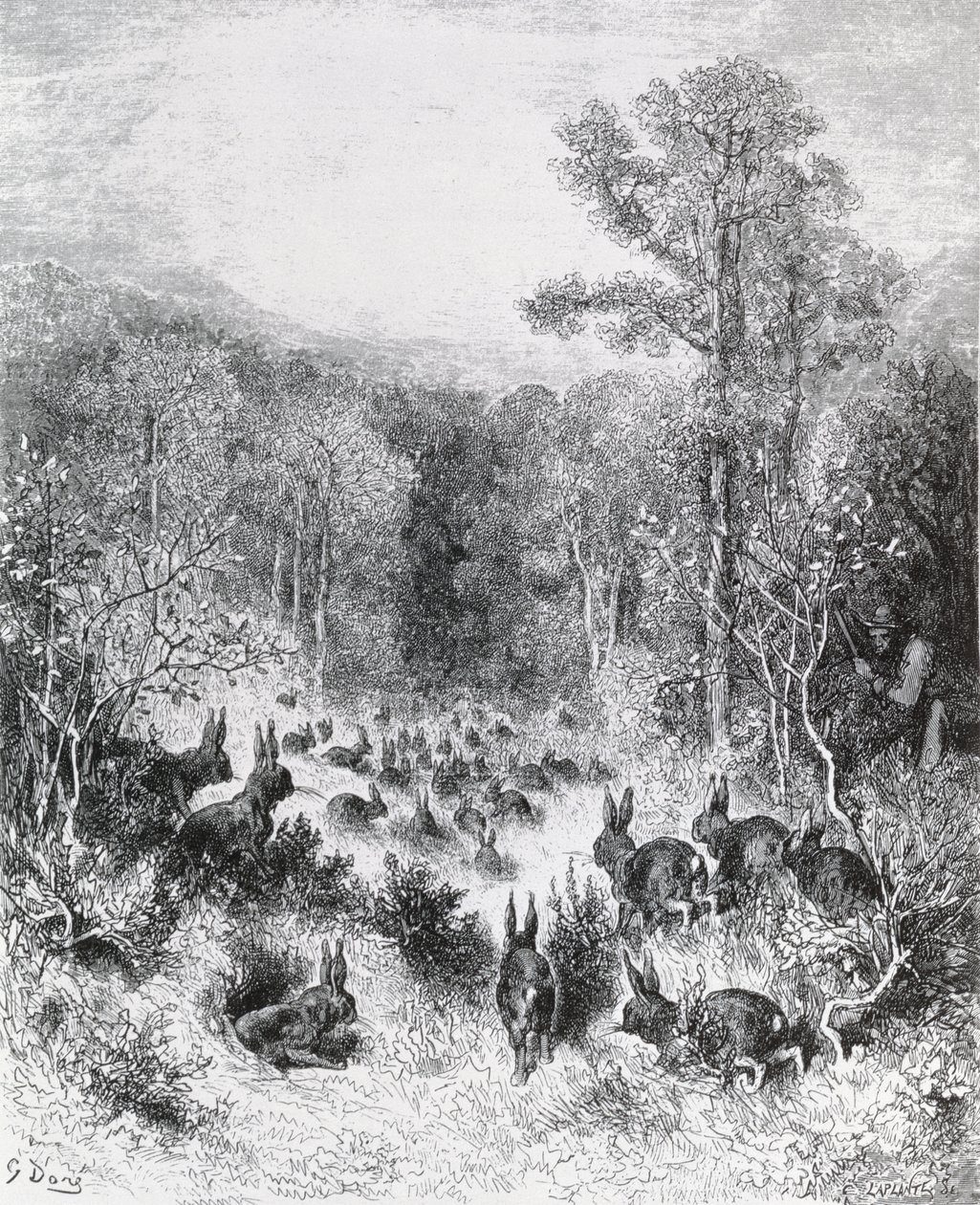 Die Kaninchen, Illustration aus 