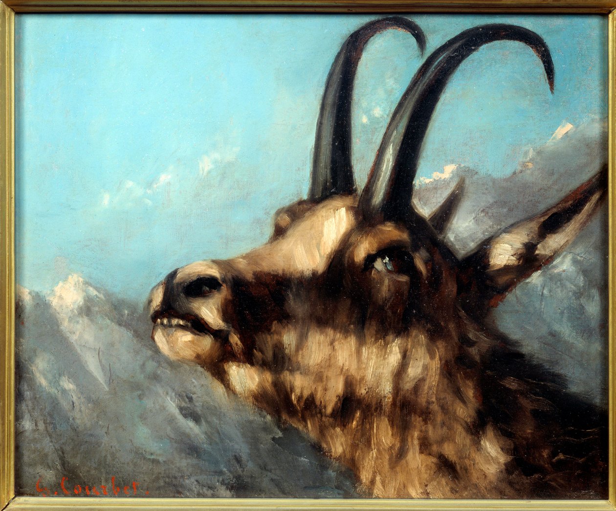 Kopf eines Gämse von Gustave Courbet