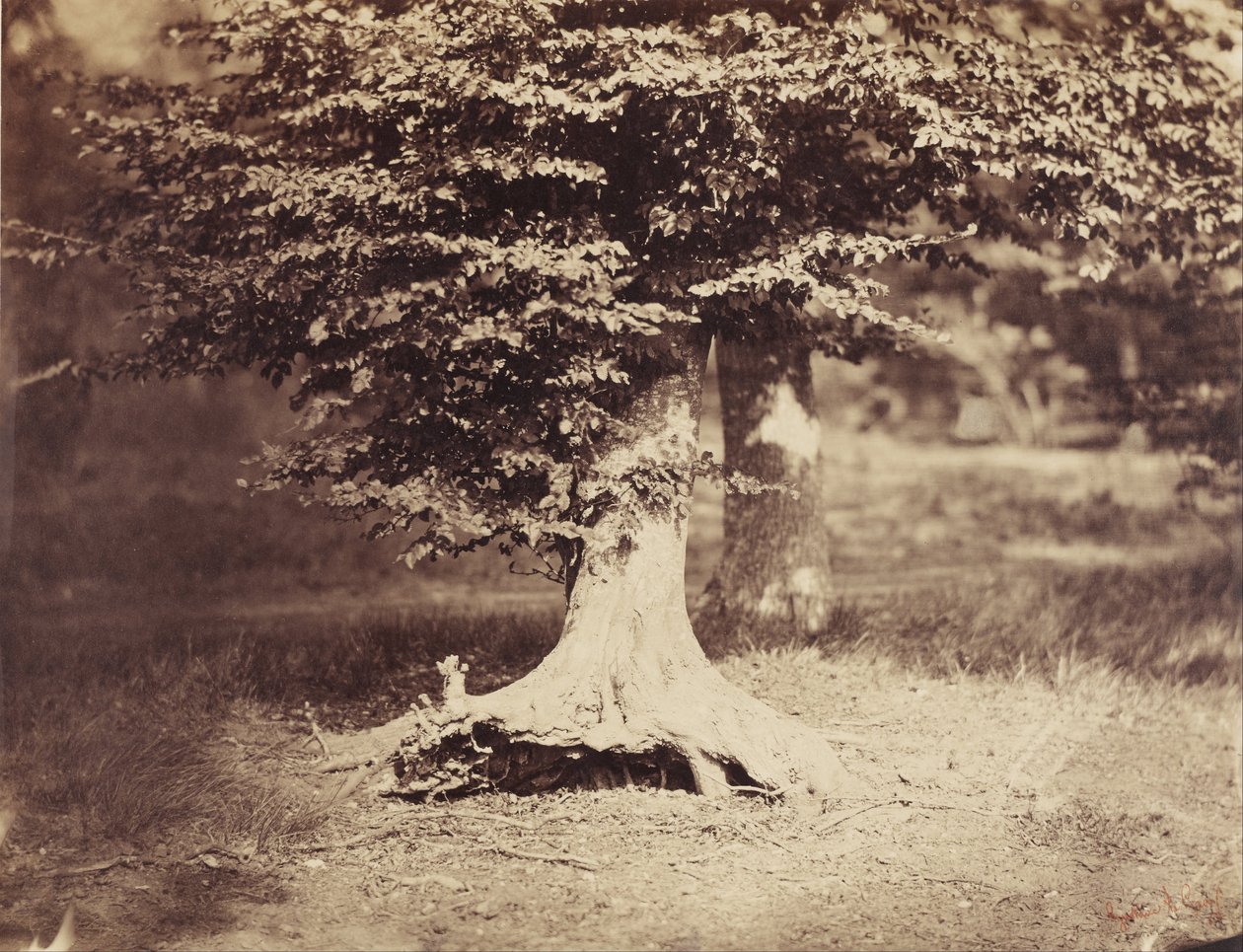 Der Buchenbaum von Gustave Le Gray