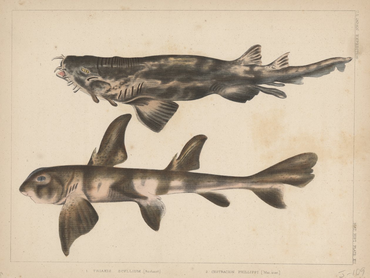 1. Triakis Scyllium, 2. Cestracion Phillippi, 1855 von H. Patterson