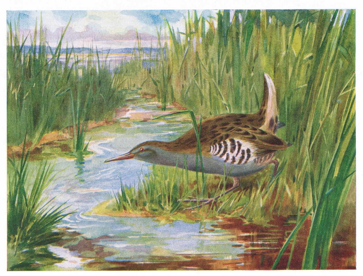 Wasserralle, Illustration aus British Birds von Kirkman & Jourdain, 1966 von H. Wormald