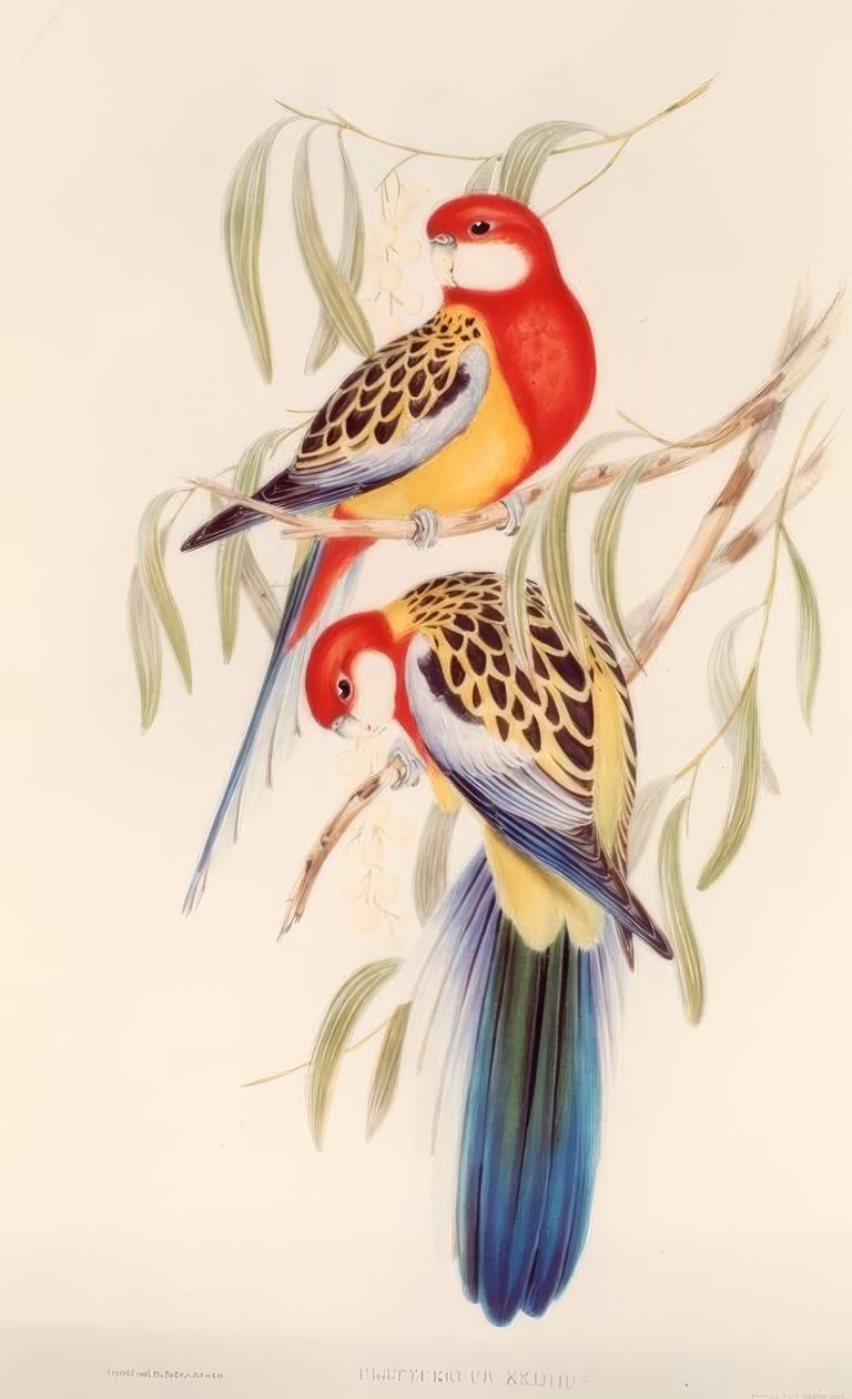 Buntsittich / Farblitho. v. J. Gould von H.C. Richter