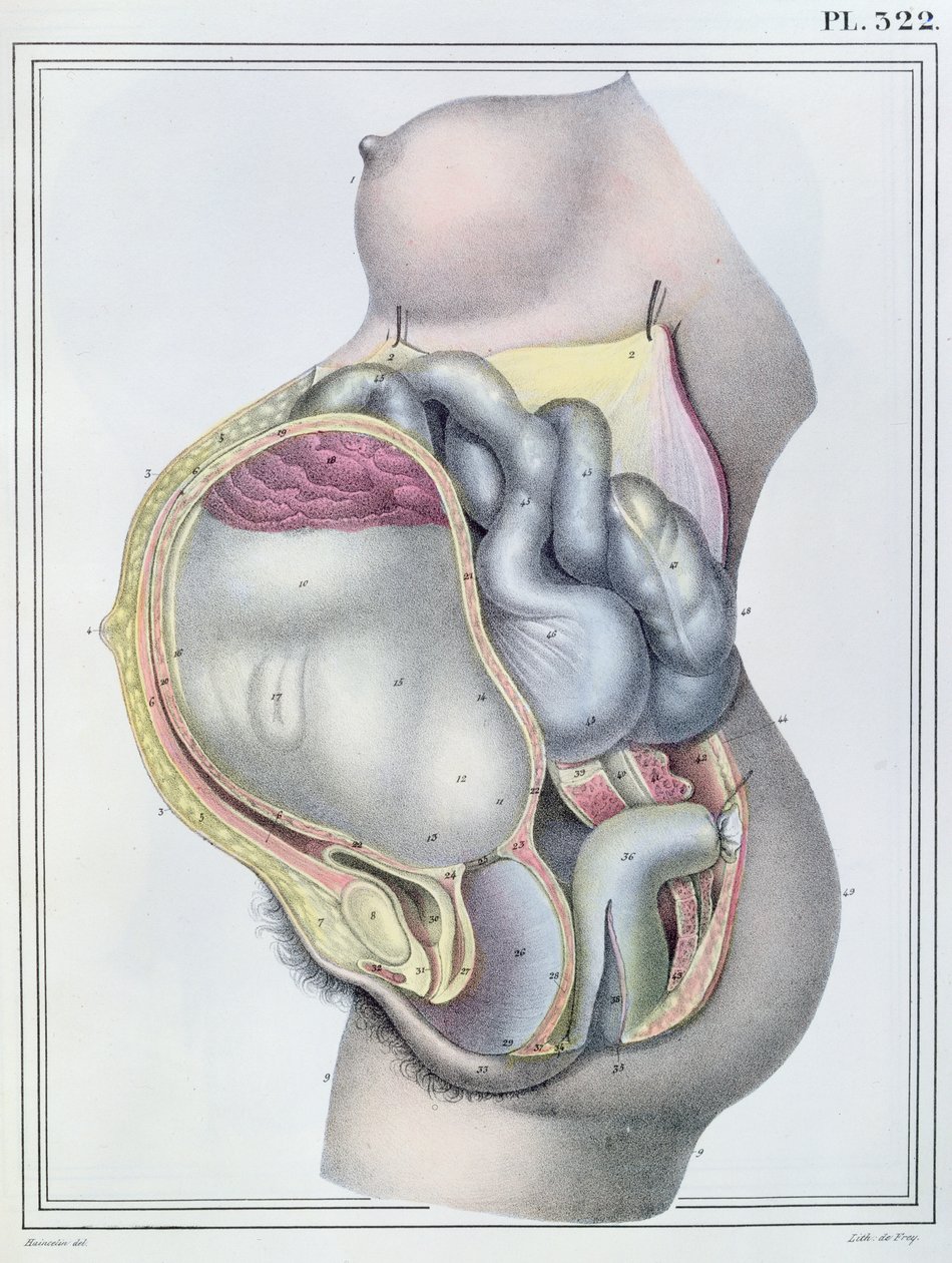 Anatomie einer schwangeren Frau, aus 