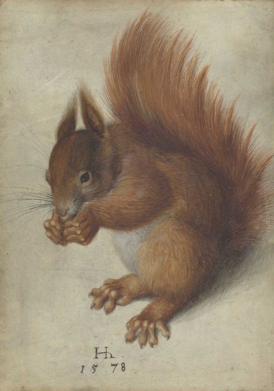 Rotes Eichhörnchen von Hans Hoffmann