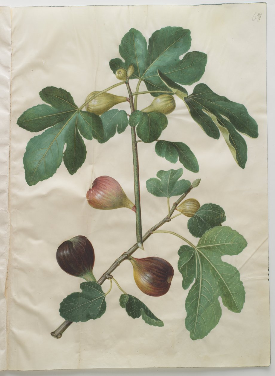 Feigenbaum von Hans Simon Holtzbecker