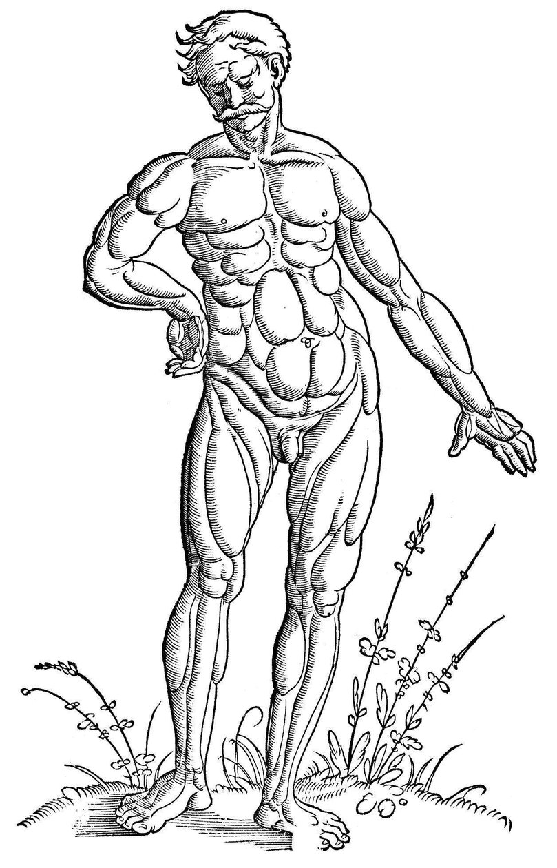 Baldung - Anatomie - Mann von Hans Baldung Grien