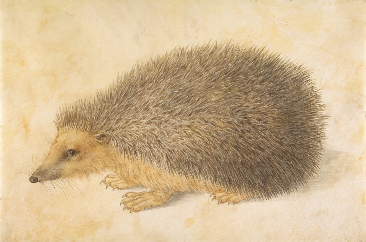 Ein Igel Erinaceus roumanicus, vor 1584 von Hans Hoffmann