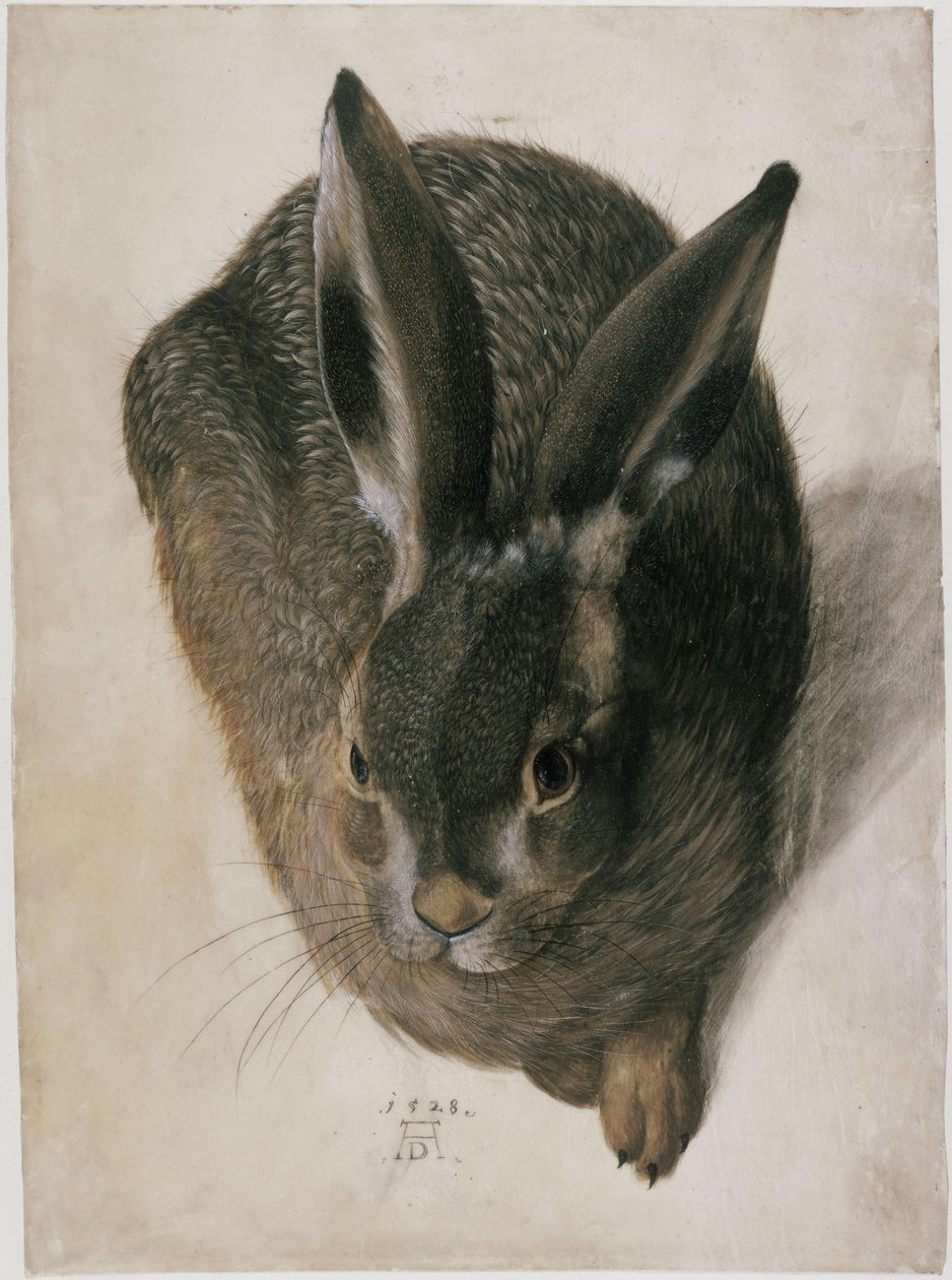 Ein liegender Hase, von vorn gesehen von Hans Hoffmann