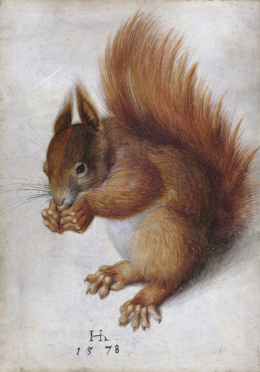 Rotes Eichhörnchen von Hans Hoffmann