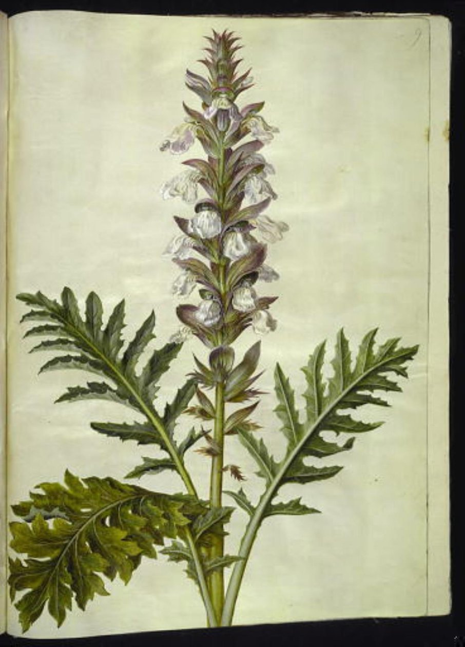 Acanthus hungaricus (Ungarische Akanthus) von Hans Simon Holtzbecker