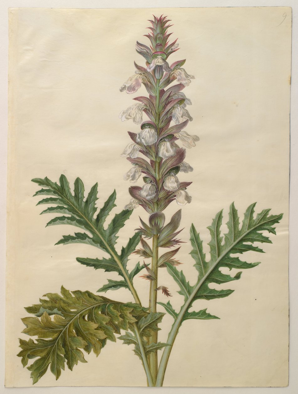 Bärenklau von Hans Simon Holtzbecker