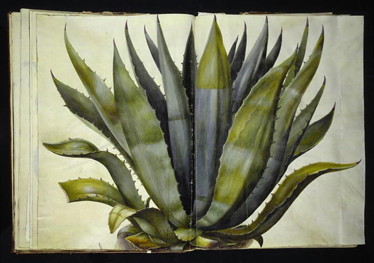 Agave americana (gewöhnliche Agave) von Hans Simon Holtzbecker