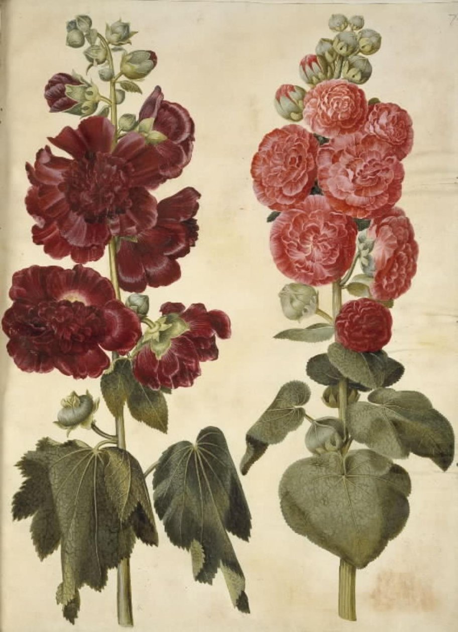 Alcea rosea (Stockrose) von Hans Simon Holtzbecker